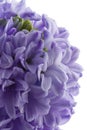 Hyacinth flower isolated