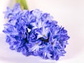 Hyacinth flower isollated on white