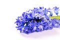 Hyacinth flower isollated on white