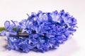 Hyacinth flower isollated on white