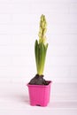 Hyacinth flower in pink pot Royalty Free Stock Photo