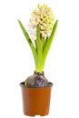 Hyacinth in flower pot