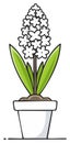 Hyacinth flower pot drawing: stylized blooming hyacinth with leaves in pot Royalty Free Stock Photo