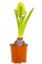 Hyacinth in flower pot