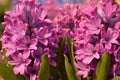 hyacinth flower