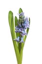 Hyacinth flower spike