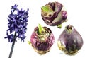 Hyacinth flower with sprouted hyacinth bulbs isolated on white Royalty Free Stock Photo