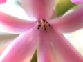 A Hyacinth flower from up close