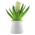 Hyacinth flower in vase. Jacinth