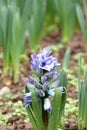 Hyacinth flowerbed