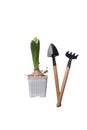 Hyacinth in flowerpot and gardening tools isolated against white background flat lay Royalty Free Stock Photo
