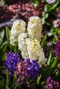 Hyacinth flowers blooming at springtime Royalty Free Stock Photo