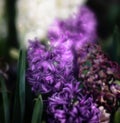 Hyacinth flowers blooming at springtime Royalty Free Stock Photo