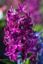 Hyacinth flowers blooming at springtime Royalty Free Stock Photo