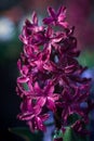 Hyacinth flowers blooming at springtime Royalty Free Stock Photo