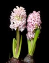 Hyacinth flowers isolated on black Royalty Free Stock Photo