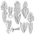 Hyacinth flowers isolated on a white background. Hand drawn vector illustration. Set of first spring flowers. Seven floral