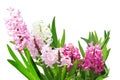 Hyacinth Flowers Plants