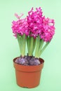Hyacinth fragrant flowering plants