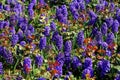 Hyacinth garden Royalty Free Stock Photo