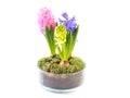 Hyacinth in glasspot.