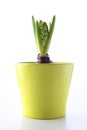 Hyacinth in a green pot