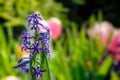 Hyacinth growing in the garden