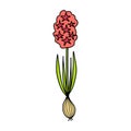 Hyacinth in hand drawn cartoon style isolated on white background.Spring flower