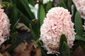 Hyacinth, Hiacynt, close up picture