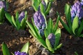 Hyacinth Hyacinthus `Delft Blauw` plant growth in the flowerbed. Royalty Free Stock Photo