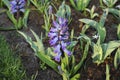 Hyacinth Hyacinthus `Delft Blauw` plant growth in the flowerbed. Royalty Free Stock Photo