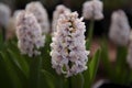 Hyacinth (Hyacinthus) (Generative AI) Royalty Free Stock Photo