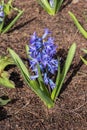 Hyacinth Hyacinthus orientalis `Aida`