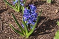 Hyacinth Hyacinthus orientalis `Aida`