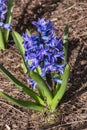 Hyacinth Hyacinthus orientalis `Aida`