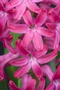 Hyacinth (Hyacinthus orientalis)