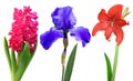 Hyacinth iris lily