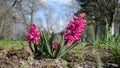 Hyacinth jacinth flower