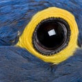 Hyacinth Macaw, 1 year old, close up on eye Royalty Free Stock Photo