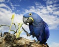 Hyacinth Macaw