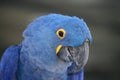 Hyacinth Macaw