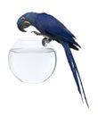 Hyacinth Macaw, Anodorhynchus hyacinthinus Royalty Free Stock Photo