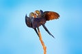 Hyacinth Macaw, Anodorhynchus hyacinthinus, big blue parrot sitting on the branch with dark blue sky, Pantanal, Brazil, South Amer