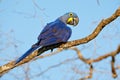 Hyacinth Macaw, Anodorhynchus hyacinthinus, big blue parrot sitting on the branch with dark blue sky, Pantanal, Brazil, South Amer