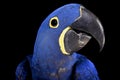 Hyacinth macaw (Anodorhynchus hyacinthinus)