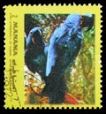 Hyacinth Macaw (Anodorhynchus hyacinthinus), Birds, yellow frame serie, circa 1972