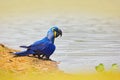 Hyacinth Macaw, Anodorhynchus hyacinthinus, blue parrot. Portrait big blue parrot, Pantanal, Brazil, river water drinking. Rare bi Royalty Free Stock Photo