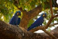 Two Hyacinth Macaw, Anodorhynchus hyacinthinus, blue parrot. Portrait big blue parrot, Pantanal, Brazil, South America. Beautiful Royalty Free Stock Photo