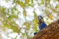 Hyacinth Macaw, Anodorhynchus hyacinthinus, blue parrot. Portrait big blue parrot, Pantanal, Brazil, South America. Beautiful rare Royalty Free Stock Photo