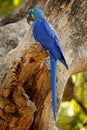 Hyacinth Macaw, Anodorhynchus hyacinthinus, blue parrot. Portrait big blue parrot, Pantanal, Argentina, South America. Beautiful r